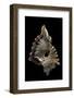 Cymatium Ranzanii-Paul Starosta-Framed Photographic Print