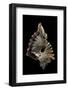 Cymatium Ranzanii-Paul Starosta-Framed Photographic Print