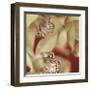 Cymbidium Flow I-Jane-Ann Butler-Framed Giclee Print