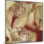 Cymbidium Flow I-Jane-Ann Butler-Mounted Giclee Print