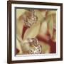 Cymbidium Flow I-Jane-Ann Butler-Framed Giclee Print