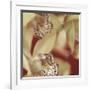 Cymbidium Flow I-Jane-Ann Butler-Framed Giclee Print