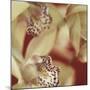 Cymbidium Flow I-Jane-Ann Butler-Mounted Giclee Print