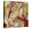 Cymbidium Flow I-Jane-Ann Butler-Stretched Canvas