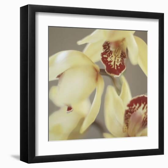 Cymbidium Flow II-Jane-Ann Butler-Framed Giclee Print