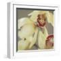 Cymbidium Flow II-Jane-Ann Butler-Framed Giclee Print