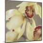 Cymbidium Flow II-Jane-Ann Butler-Mounted Giclee Print