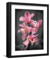 Cymbidium Orchid Bright Pink-Igor Maloratsky-Framed Art Print