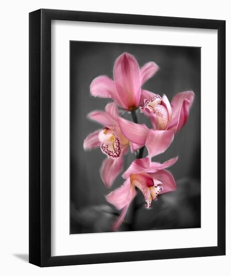 Cymbidium Orchid Bright Pink-Igor Maloratsky-Framed Art Print