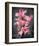 Cymbidium Orchid Bright Pink-Igor Maloratsky-Framed Art Print