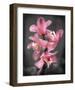 Cymbidium Orchid Bright Pink-Igor Maloratsky-Framed Art Print