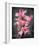 Cymbidium Orchid Bright Pink-Igor Maloratsky-Framed Art Print