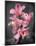 Cymbidium Orchid Bright Pink-Igor Maloratsky-Mounted Art Print