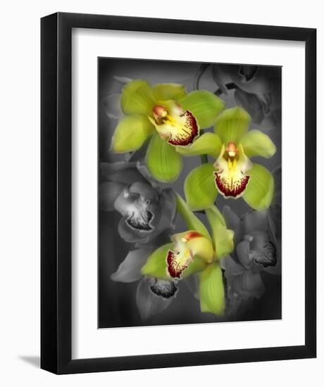 Cymbidium Orchid Green-Igor Maloratsky-Framed Art Print