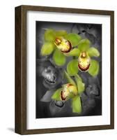 Cymbidium Orchid Green-Igor Maloratsky-Framed Art Print