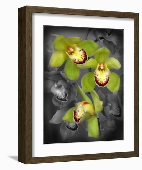 Cymbidium Orchid Green-Igor Maloratsky-Framed Art Print