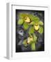 Cymbidium Orchid Green-Igor Maloratsky-Framed Art Print