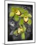 Cymbidium Orchid Green-Igor Maloratsky-Mounted Art Print