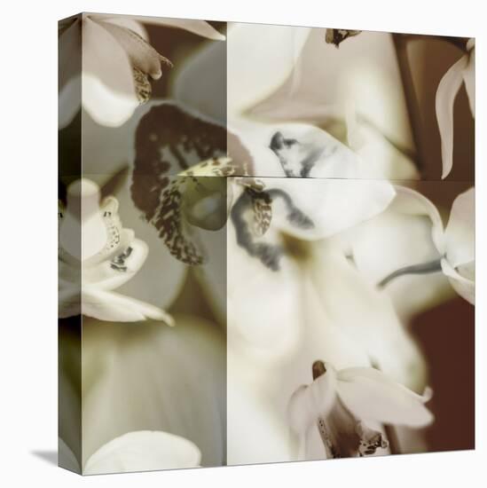 Cymbidium Orchid II-Jane Ann Butler-Stretched Canvas