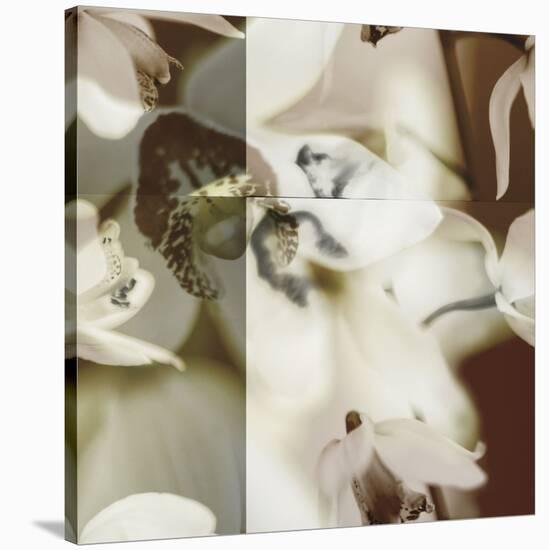Cymbidium Orchid II-Jane Ann Butler-Stretched Canvas