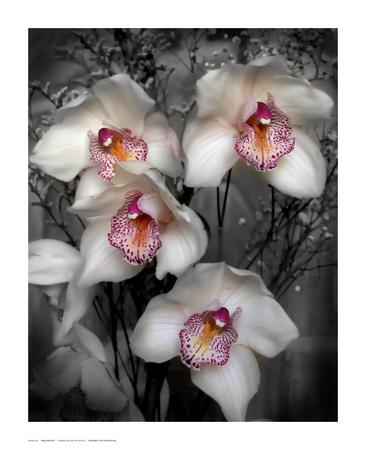 https://imgc.allpostersimages.com/img/posters/cymbidium-orchid-white_u-L-F5V00C0.jpg?artPerspective=n