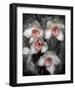 Cymbidium Orchid White-Igor Maloratsky-Framed Art Print