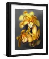 Cymbidium Orchid Yellow-Igor Maloratsky-Framed Art Print