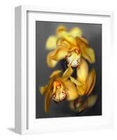 Cymbidium Orchid Yellow-Igor Maloratsky-Framed Art Print