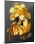 Cymbidium Orchid Yellow-Igor Maloratsky-Mounted Art Print