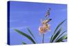 Cymbidium Orchid-DLILLC-Stretched Canvas