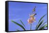 Cymbidium Orchid-DLILLC-Framed Stretched Canvas