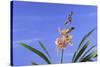 Cymbidium Orchid-DLILLC-Stretched Canvas