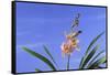 Cymbidium Orchid-DLILLC-Framed Stretched Canvas