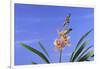 Cymbidium Orchid-DLILLC-Framed Photographic Print