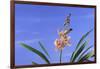 Cymbidium Orchid-DLILLC-Framed Photographic Print