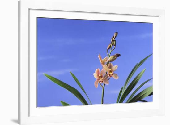 Cymbidium Orchid-DLILLC-Framed Photographic Print