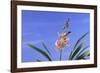 Cymbidium Orchid-DLILLC-Framed Photographic Print