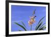 Cymbidium Orchid-DLILLC-Framed Photographic Print