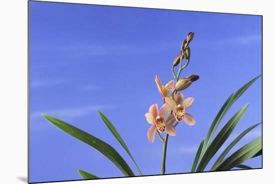 Cymbidium Orchid-DLILLC-Mounted Photographic Print