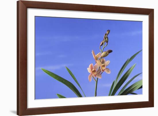 Cymbidium Orchid-DLILLC-Framed Photographic Print