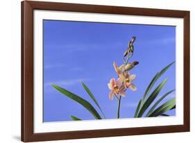 Cymbidium Orchid-DLILLC-Framed Photographic Print