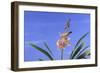 Cymbidium Orchid-DLILLC-Framed Photographic Print