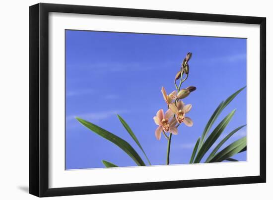 Cymbidium Orchid-DLILLC-Framed Photographic Print