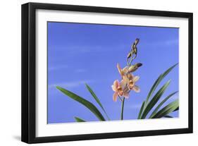 Cymbidium Orchid-DLILLC-Framed Photographic Print