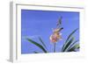 Cymbidium Orchid-DLILLC-Framed Photographic Print