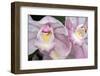 Cymbidium Orchid-Jim Engelbrecht-Framed Photographic Print