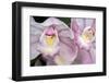 Cymbidium Orchid-Jim Engelbrecht-Framed Photographic Print