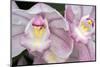 Cymbidium Orchid-Jim Engelbrecht-Mounted Photographic Print