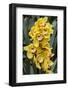 Cymbidium Orchid-Lisa Engelbrecht-Framed Photographic Print
