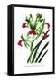 Cymbidium Rhodochilum-H.g. Moon-Framed Stretched Canvas